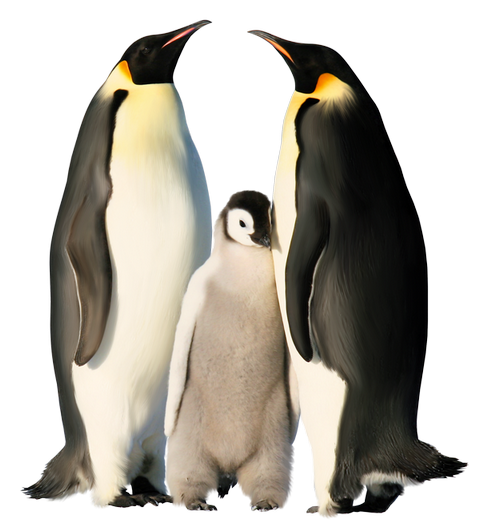 Pinguinos -  Mazuri®
