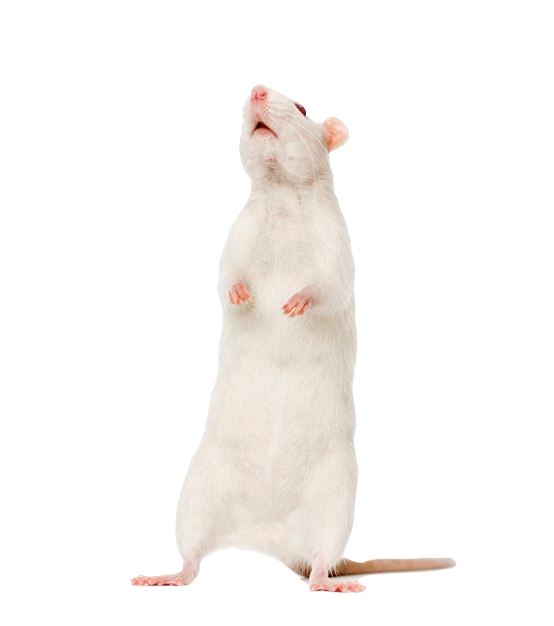 Ratones - Lab Diet®